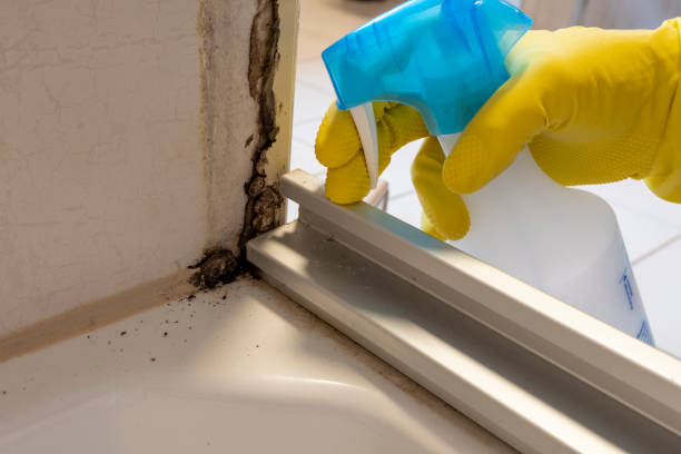 Best Professional Mold Removal  in Oak Grove, OR