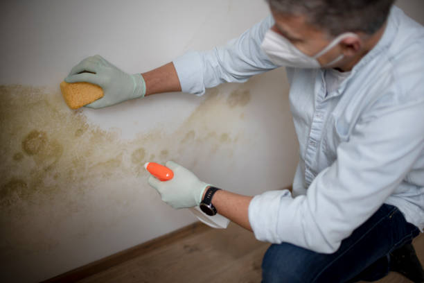 Best Attic Mold Removal  in Oak Grove, OR