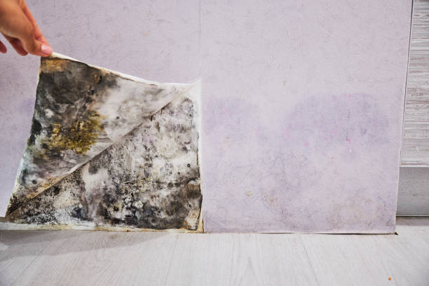 Certified Mold Removal in Oak Grove, OR